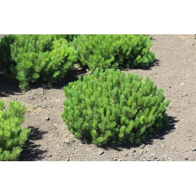 Сосна горная Мугус Pinus mugo Mughus саженцы купить в Алматы питомник растений PLANTS